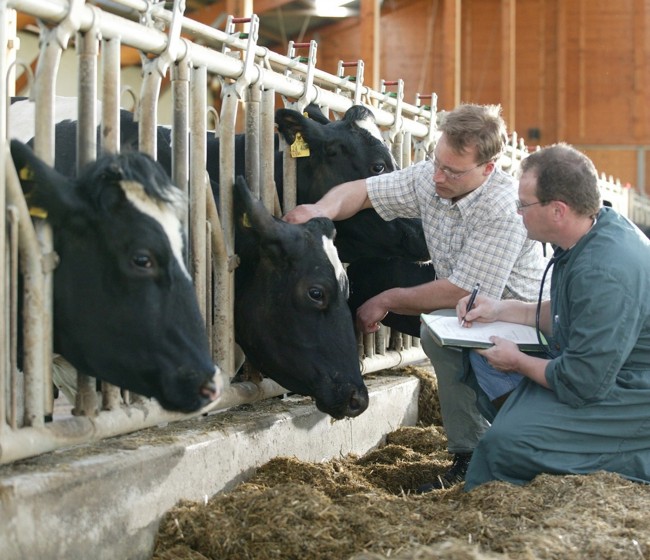 Presvet y la nueva normativa sobre prescripción veterinaria