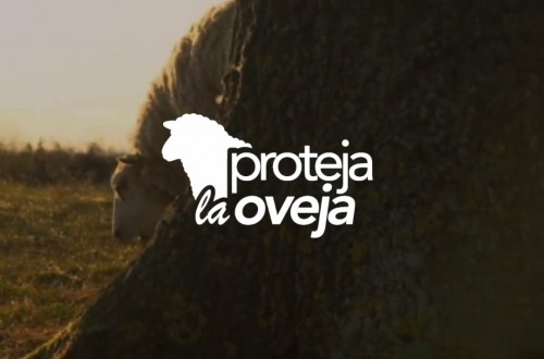 ‘Proteja la Oveja’, nuevo punto de encuentro de MSD Animal Health para los profesionales del sector
