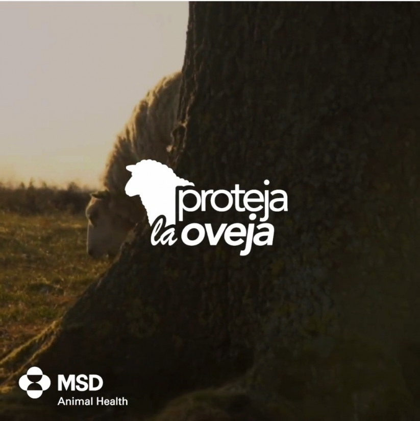 ‘Proteja la Oveja’, nuevo punto de encuentro de MSD Animal Health para los profesionales del sector