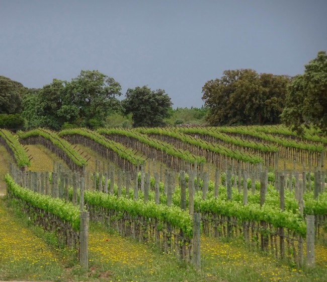El MAPA plantea limitar a solo 945 ha las autorizaciones de nueva plantación de viñedo en 2021