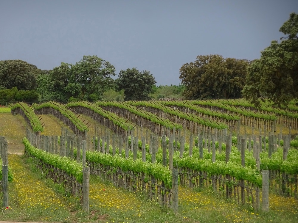 El MAPA plantea limitar a solo 945 ha las autorizaciones de nueva plantación de viñedo en 2021