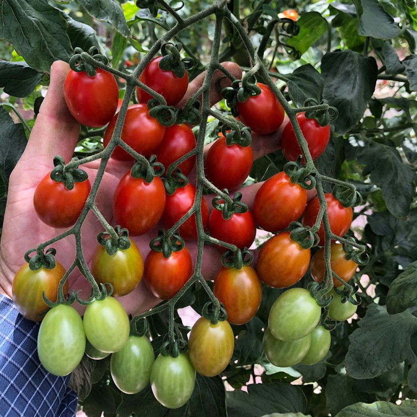 Basf presenta su primera variedad con resistencia intermedia al virus rugoso del tomate