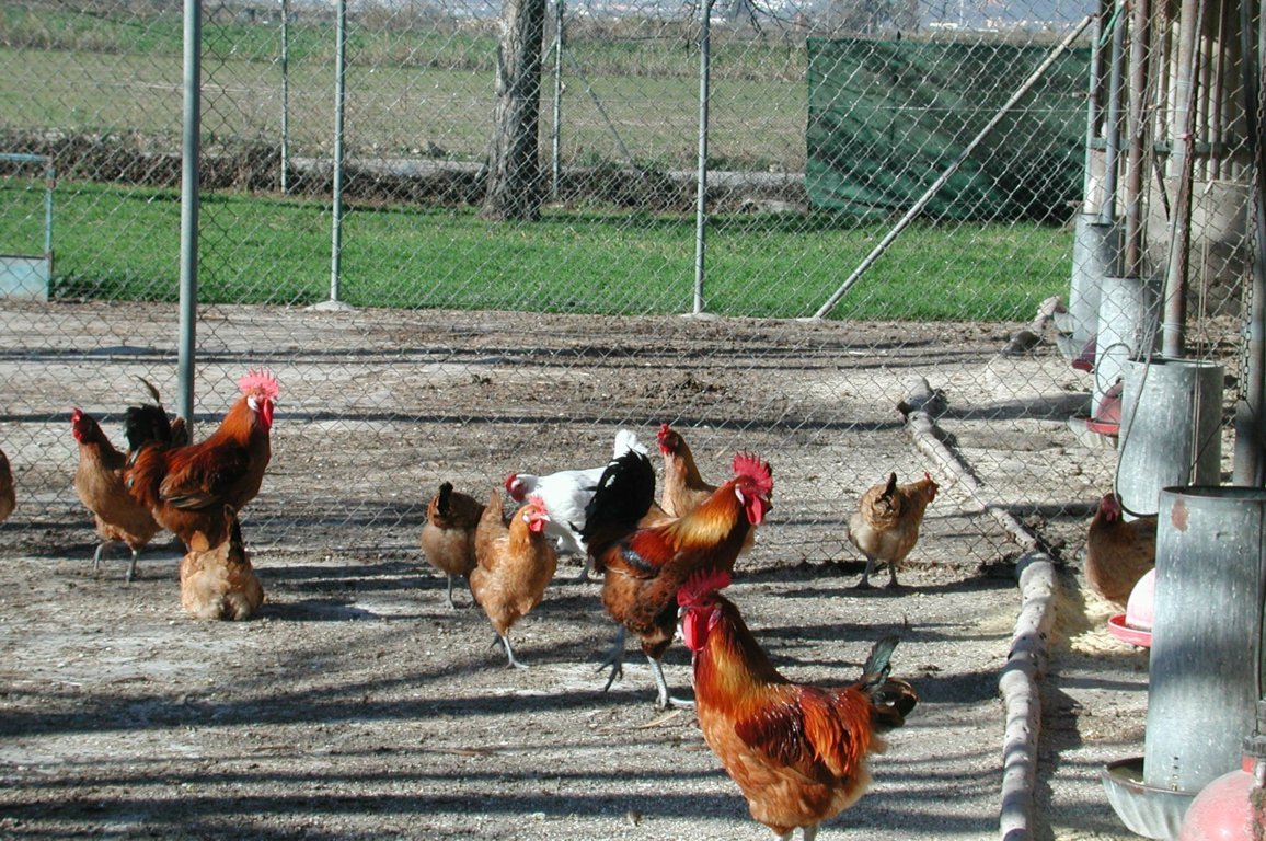 El IRTA detecta que pollos y gansos tienen más riesgo de infectarse con el virus H5N8 de gripe aviar