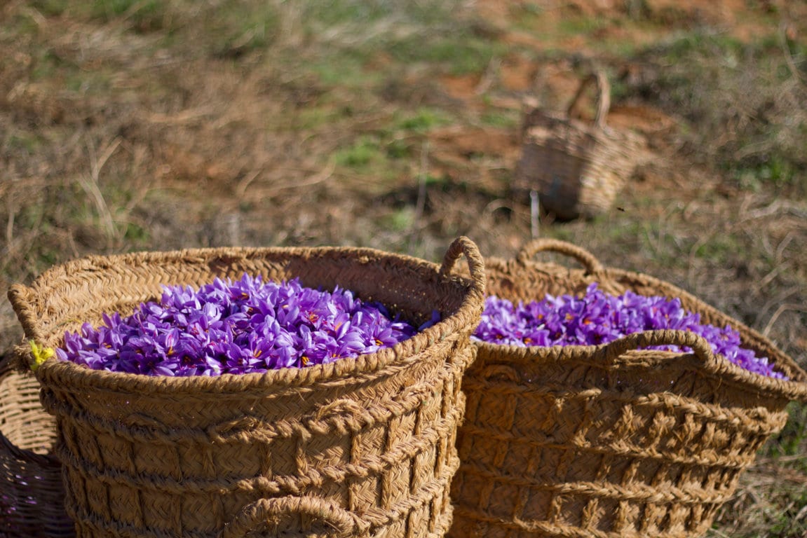 La DOP Azafrán de la Mancha cierra una campaña con menos producto pero muy buena calidad