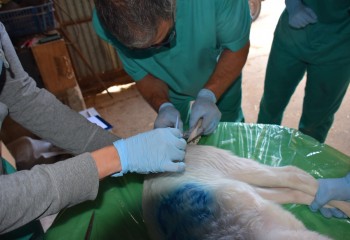 La caudectomia en el ganado ovino, el bienestar animal mal entendido