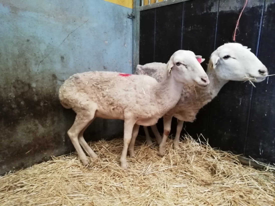 Anaplasmosis ovina en España