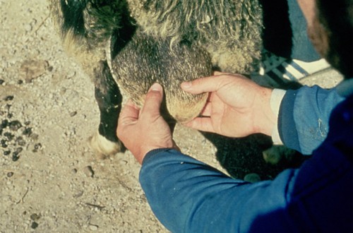 Brucelosis ovina: reemergencia de Brucella ovis tras erradicar Brucella melitensis