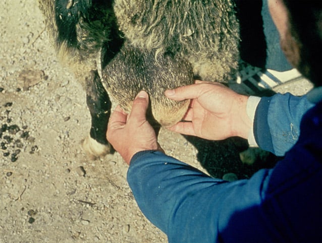 Brucelosis ovina: reemergencia de Brucella ovis tras erradicar Brucella melitensis