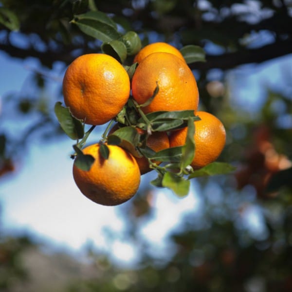 _MG_2419 (FILEminimizer) Nadorcott y el Club de Variedades Vegetales Protegidas, un binomio que suma