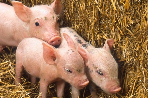 Tonisity Total ayuda a maximizar el potencial de crecimiento del cerdo