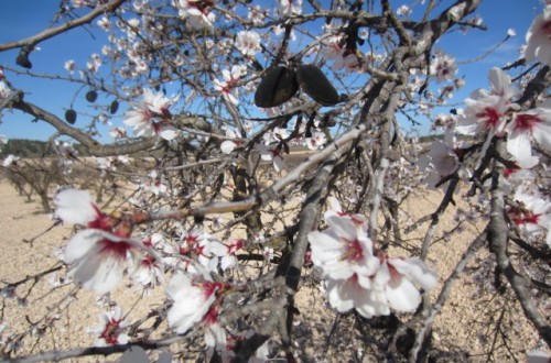 La avispilla del almendro, una nueva preocupación para los productores de almendra