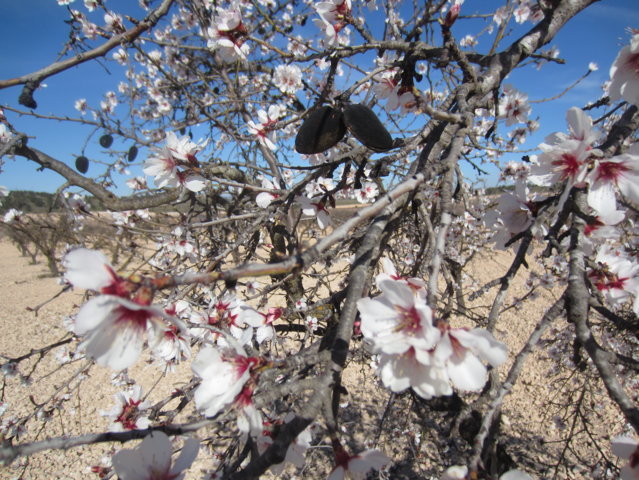 La avispilla del almendro, una nueva preocupación para los productores de almendra