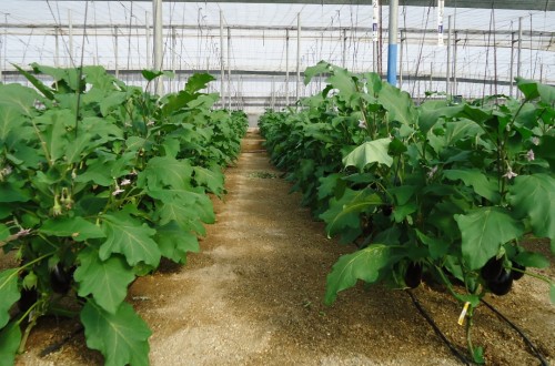 Andalucía sube a 35 las zonas vulnerables a la contaminación de nitratos de origen agrario