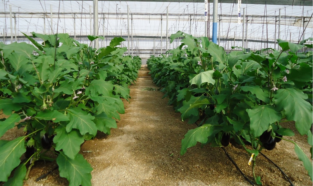 Andalucía sube a 35 las zonas vulnerables a la contaminación de nitratos de origen agrario