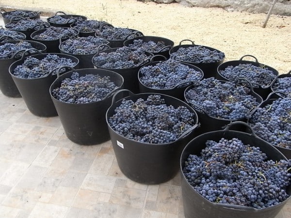 de-vendimia-en-benitatxell-4-foto-r-puig (FILEminimizer) Las OPAs llevan ante la AICA los incumplimientos de contrato de las bodegas con los productores