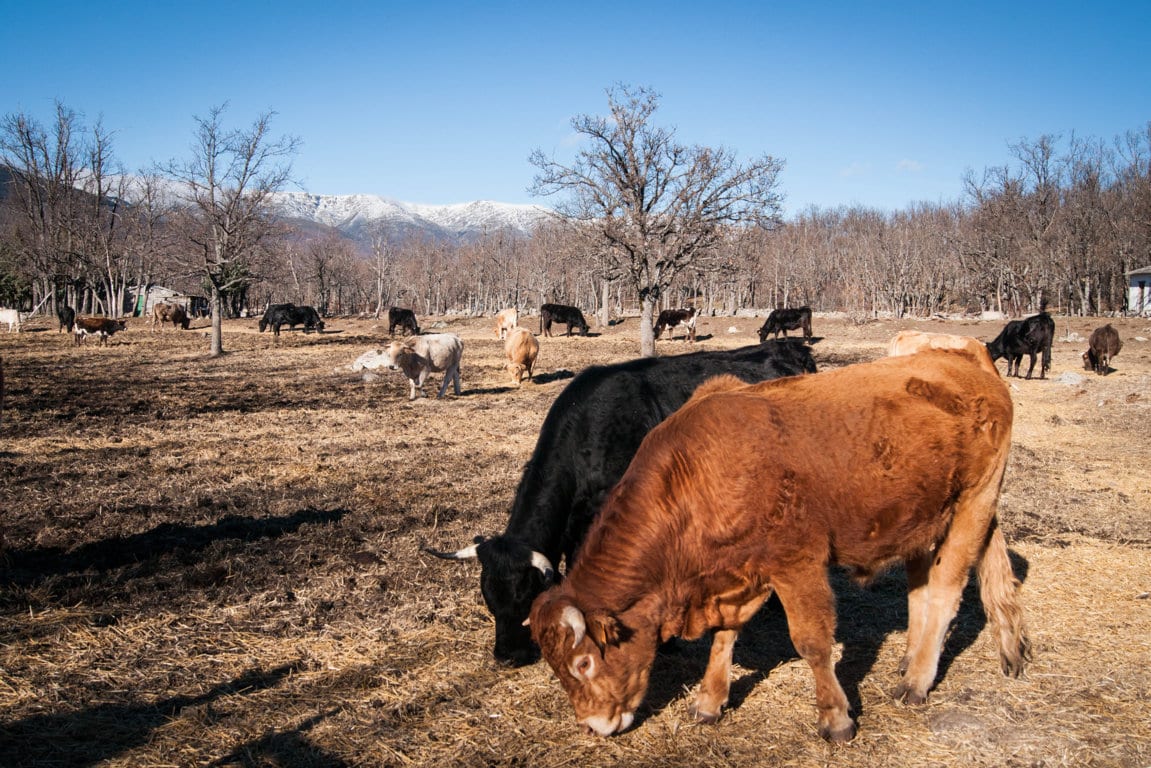 Los ministros de Agricultura demandan a la CE una propuesta comunitaria de etiquetado de bienestar animal