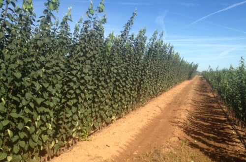 Vivero de membrillo, una nueva visión del formato de plantación basado en el microinjerto   