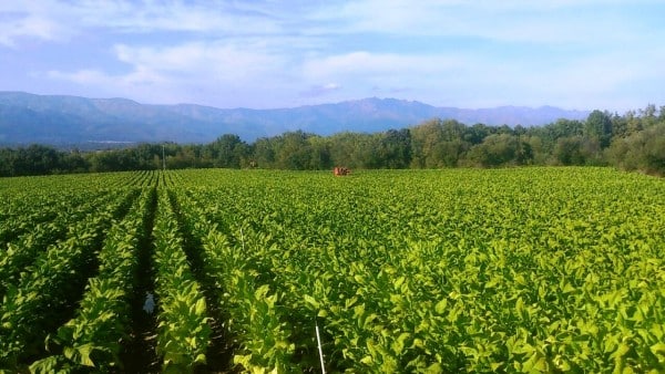 El sector tabaquero, los aranceles americanos y la convergencia interna. Por Tomás García Azcárate