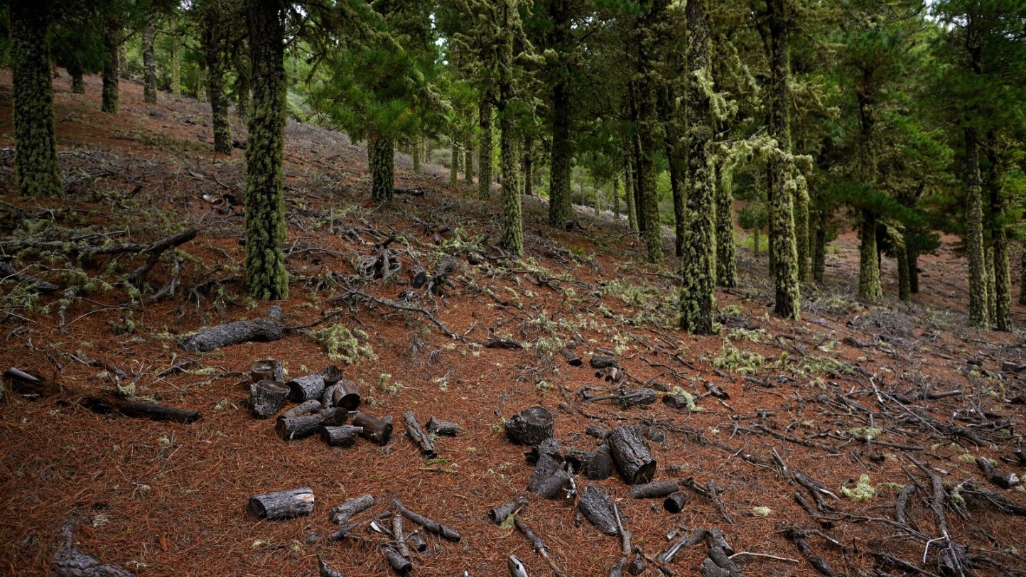 España se suma a la Declaración de Ambición 2025 contra la deforestación