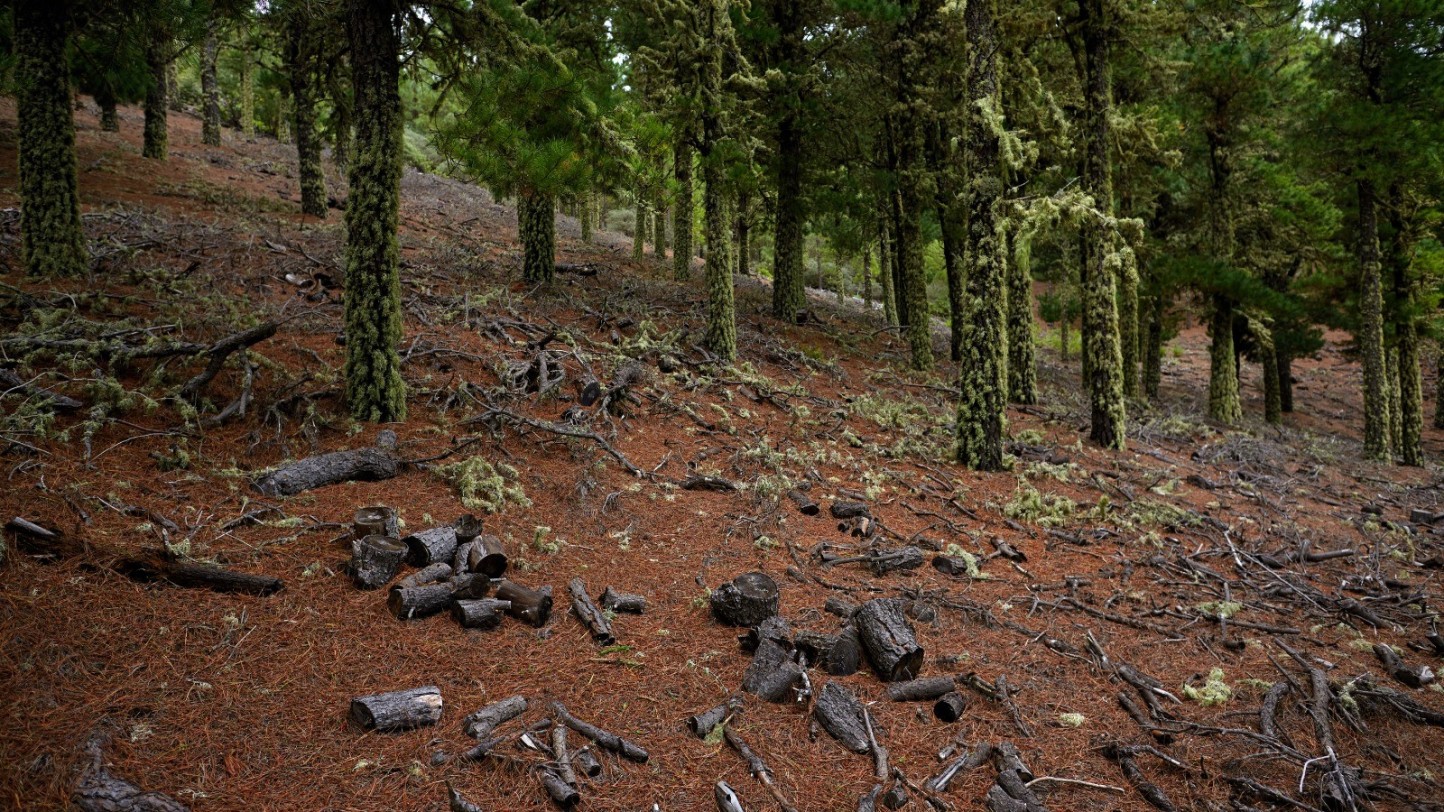 El Parlamento Europeo aprueba la prórroga de un año en la aplicación de la ley sobre deforestación