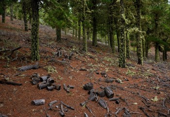 La CE pide retrasar otro año la aplicación de ley UE contra la deforestación importada