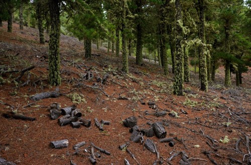 España se suma a la Declaración de Ambición 2025 contra la deforestación
