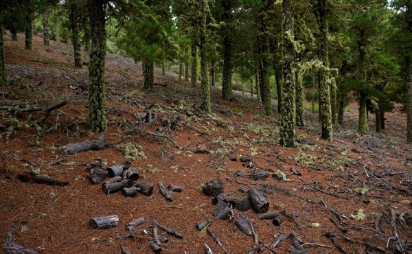 La CE pide retrasar otro año la aplicación de ley UE contra la deforestación importada