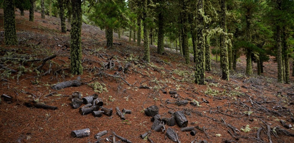 Deforestación