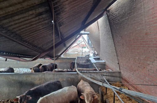 Filomena: Ugama alerta que aún quedan muchos animales aislados