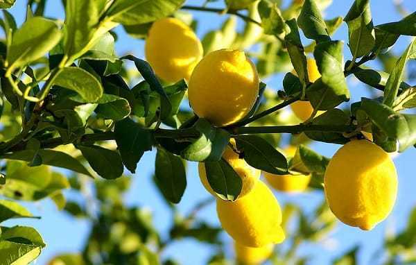 Ailimpo confirma una cosecha de casi 1,3 millones de toneladas de limón