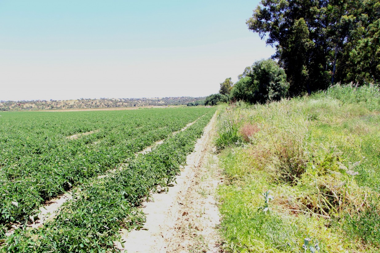 Bruselas publica una lista de prácticas agrícolas de potencial apoyo como eco-esquemas en la PAC 2023-27