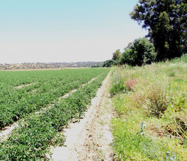 Bruselas publica una lista de prácticas agrícolas de potencial apoyo como eco-esquemas en la PAC 2023-27
