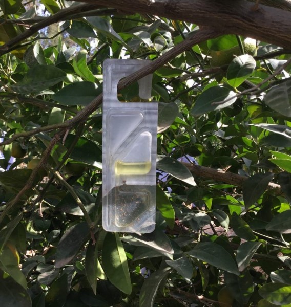 Vynyty Citrus Vynyty Citrus, la solución de Bayer a base de feromonas para la lucha contra el cotonet