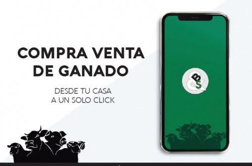 B&SApp, la nueva aplicación para la compraventa de ganado online