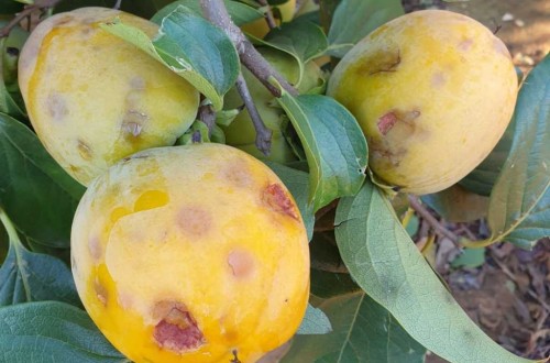 Agroseguro abona 14,3 M€ en indemnizaciones por siniestros  en cultivos de caqui en Valencia