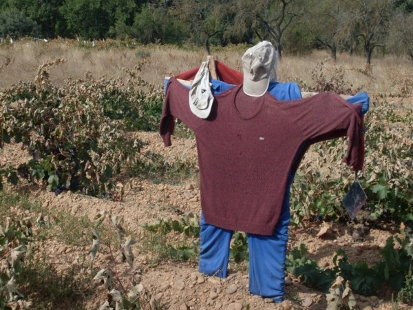 espantapajaros 2 Desktop Resolution (FILEminimizer) El empleo en la rama de actividad primaria aguantó bien en el último trimestre y en el año 2020