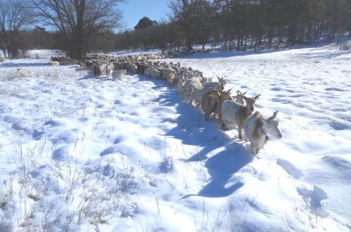 ASAJA de Castilla-La Mancha alerta de las graves repercusiones del temporal sobre la ganadería extensiva