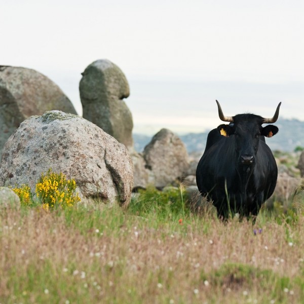 mgm7631 Aecrani celebra este año su 50 aniversario