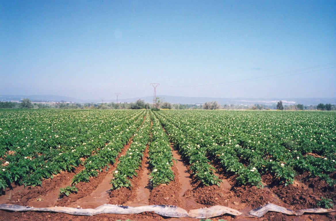 Campaña 2021 de la patata: FEPEX prevé significativos descensos en las superficies de cultivo