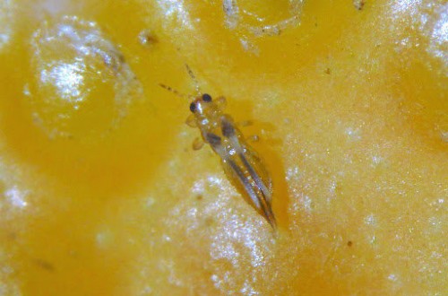 La UNiÓ reclama información sobre la nueva plaga foránea detectada en cítricos de Huelva