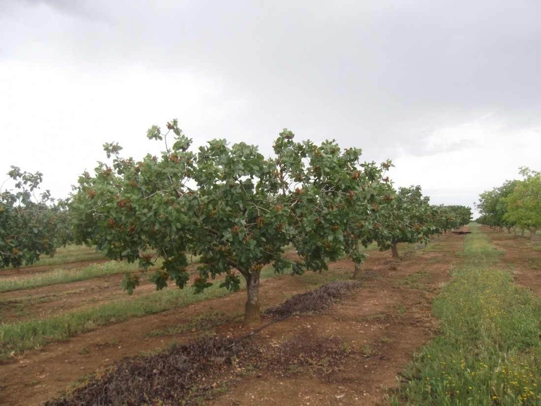 Experiencias del Itap en el cultivo del pistachero