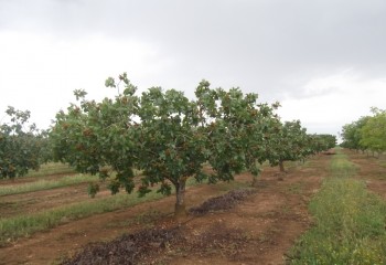 Experiencias del Itap en el cultivo del pistachero