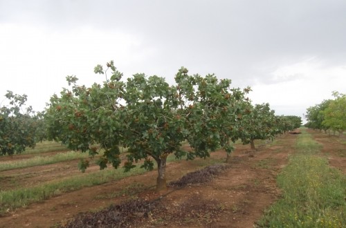 Experiencias del Itap en el cultivo del pistachero