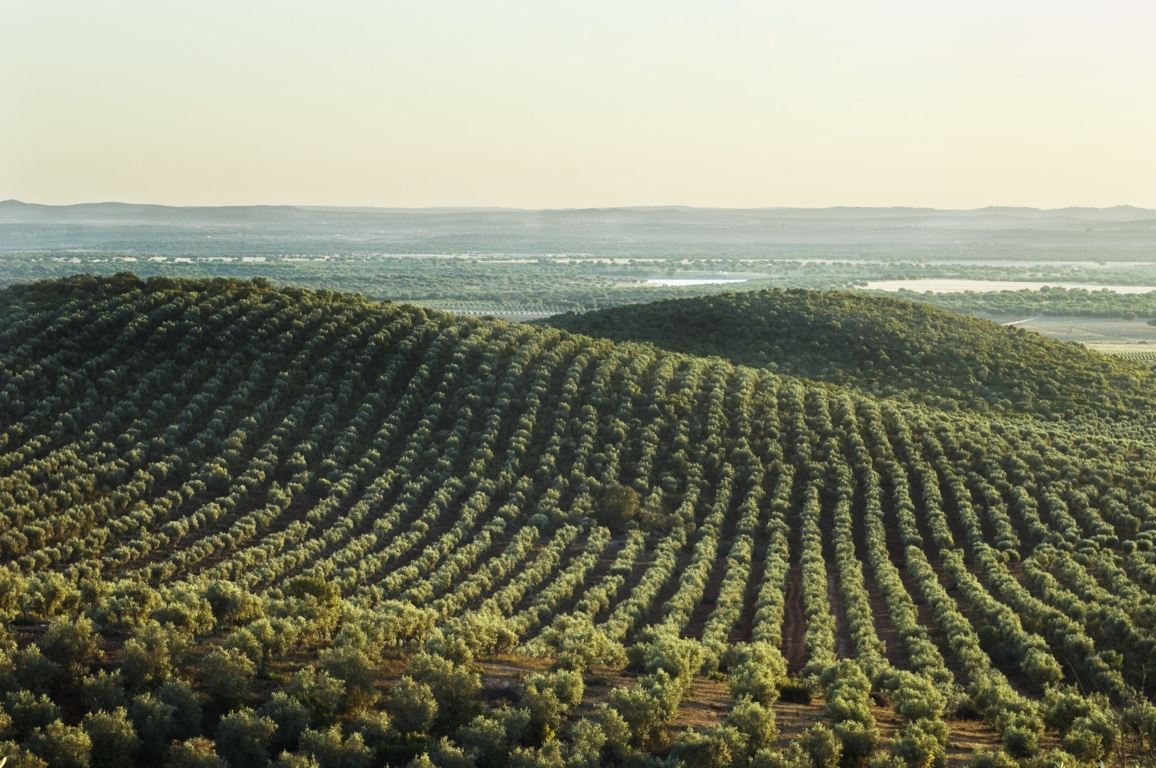 Bruselas suma casi 1,7 Mt de aceite de oliva en la UE hasta final de enero y recorta previsiones en 2020/21