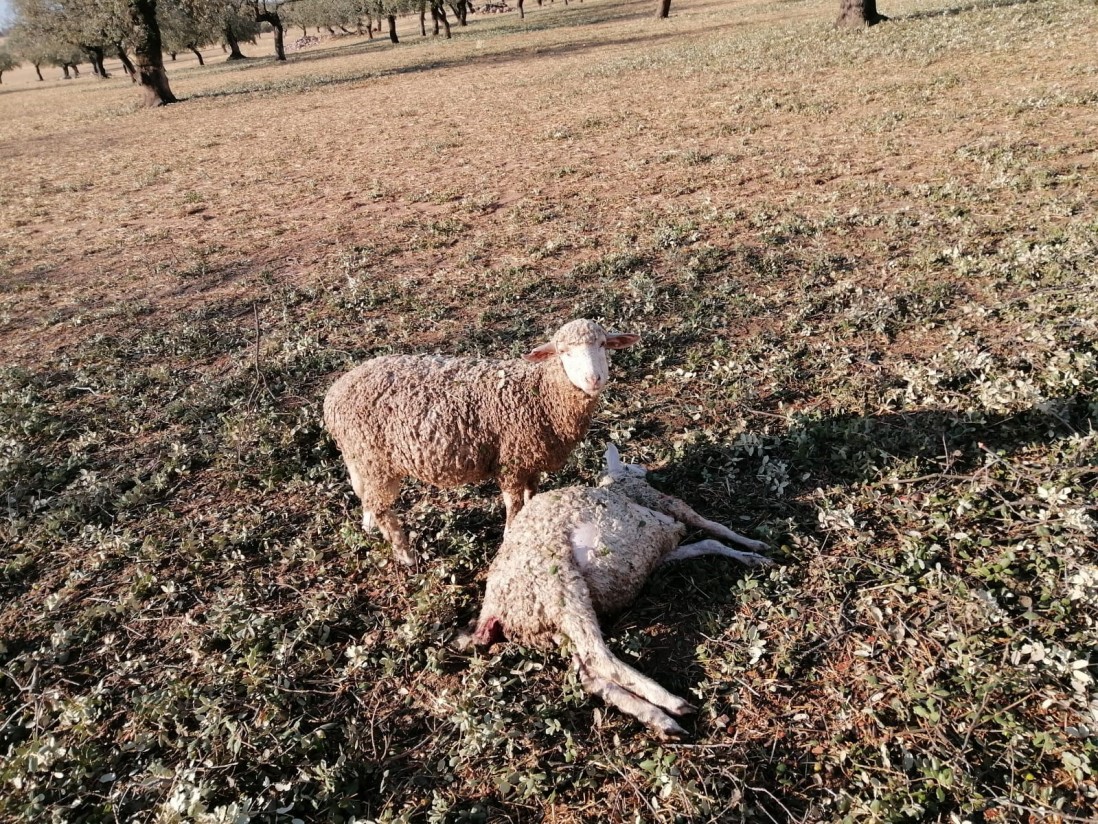 Las OPAs exigen también al Miterd retirar la OM que declara al lobo especie especialmente protegida