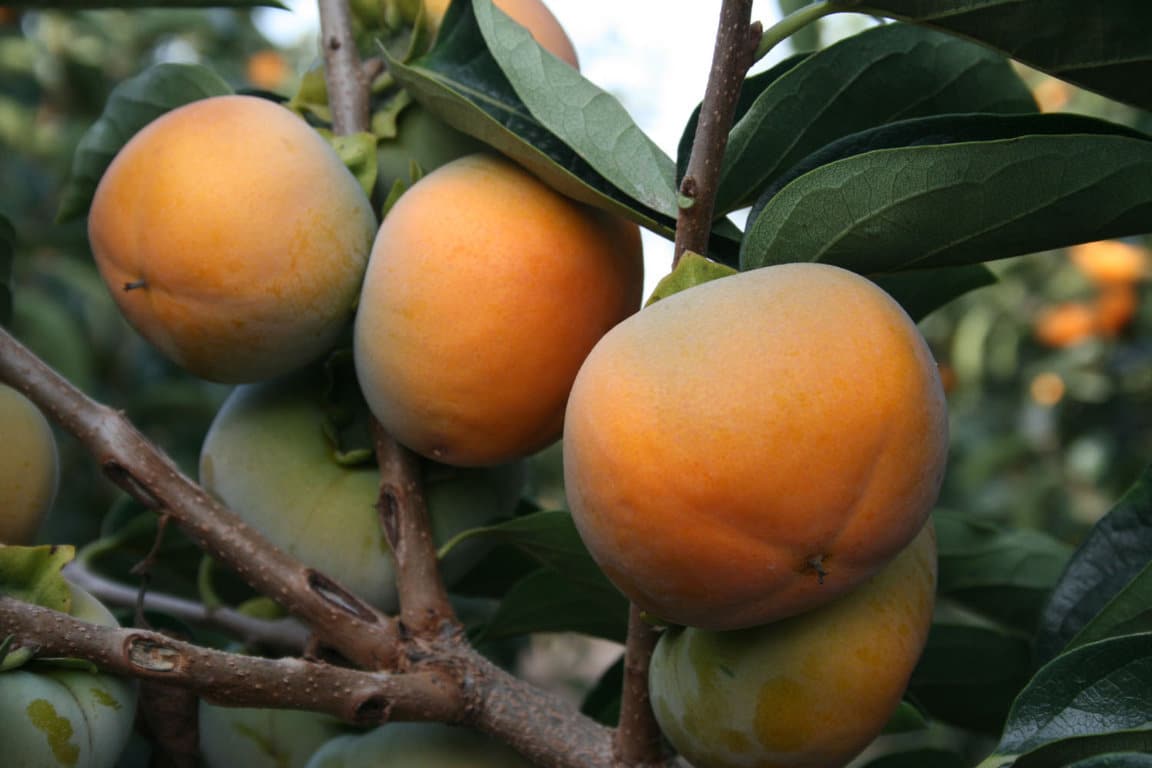 Críticas en el agro valenciano por no ajustar el seguro del caqui a las necesidades del sector