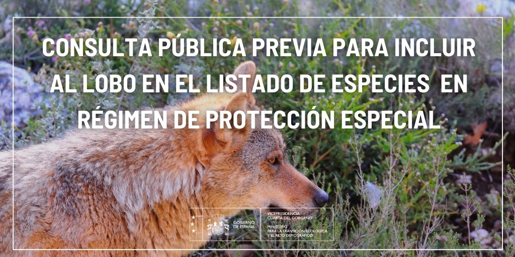 El Miterd abre ahora consulta pública previa hasta el 26-F sobre el proyecto de OM para elevar la protección del lobo