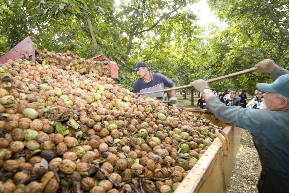FEPEX denuncia la comercialización de nueces importadas como si fueran de origen nacional