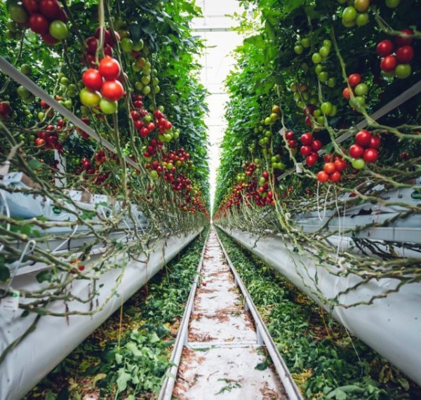 EU Automation presenta sus soluciones para el mantenimiento de un sistema de riego de baja de presión alimentado por energía solar