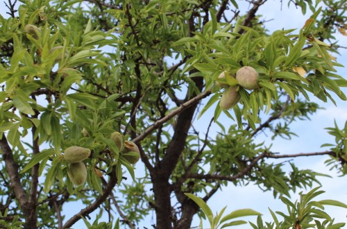 Condena por explotar una variedad vegetal protegida de almendro